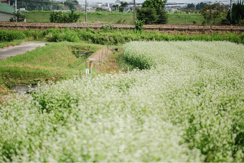 hoa tam giác mạch